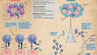 癌症免疫治疗的前景：能否拯救更多患者？(癌症免疫治疗有效率)